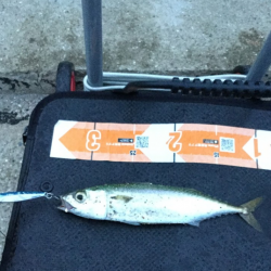 アジ　サバ　太刀魚　ジグパラマイクロ・ジグパラワインド